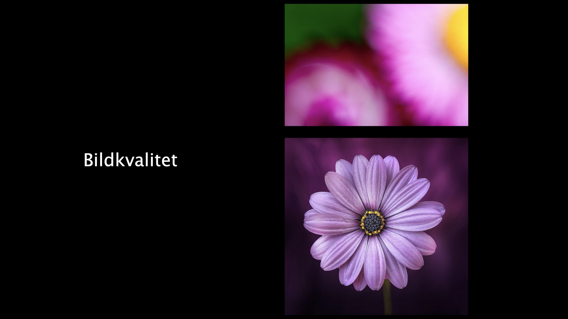 Två bilder ovanpå varandra: överst en suddig och pixlig bild av blomblad, underst en skarp högkvalitativ bild av samma blomma.